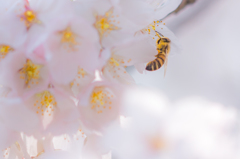 蜂と桜