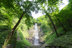 玉簾の滝　緑
