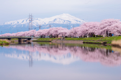 鳥海山と桜2