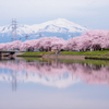 鳥海山と桜2
