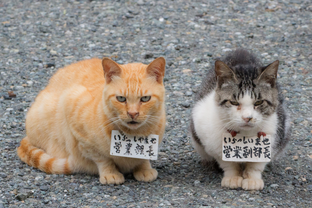 営業猫