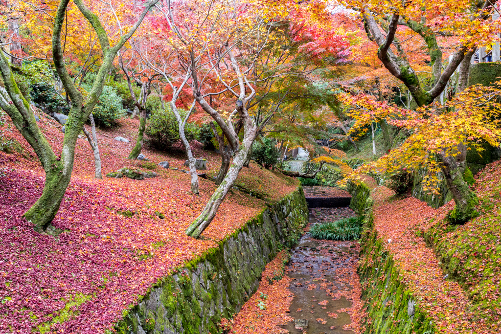 紅葉絨毯