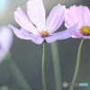 秋桜