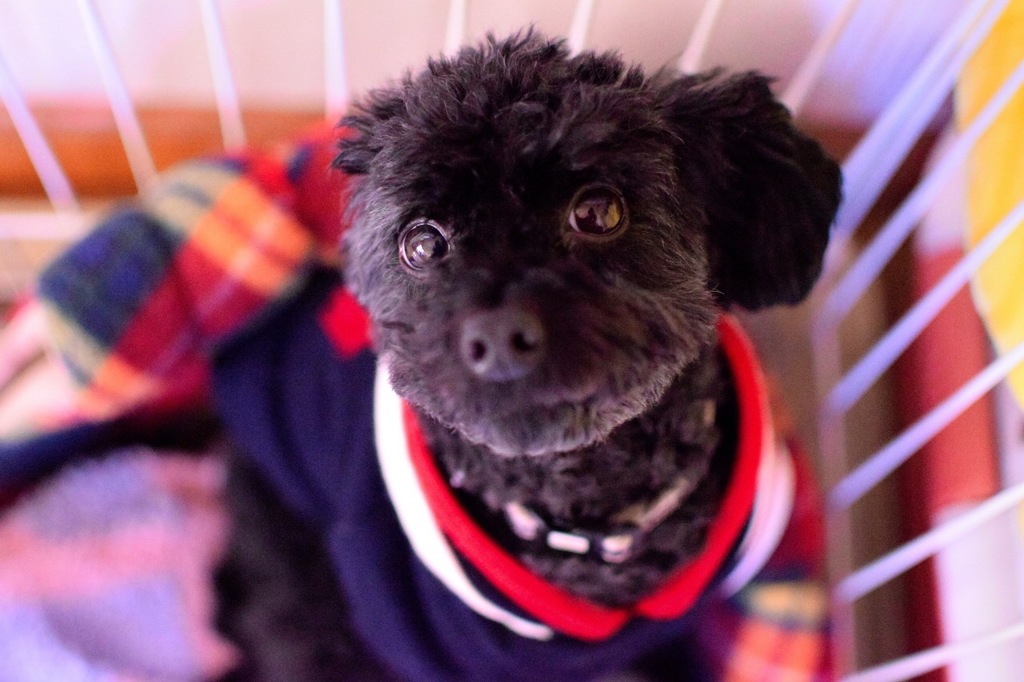 犬