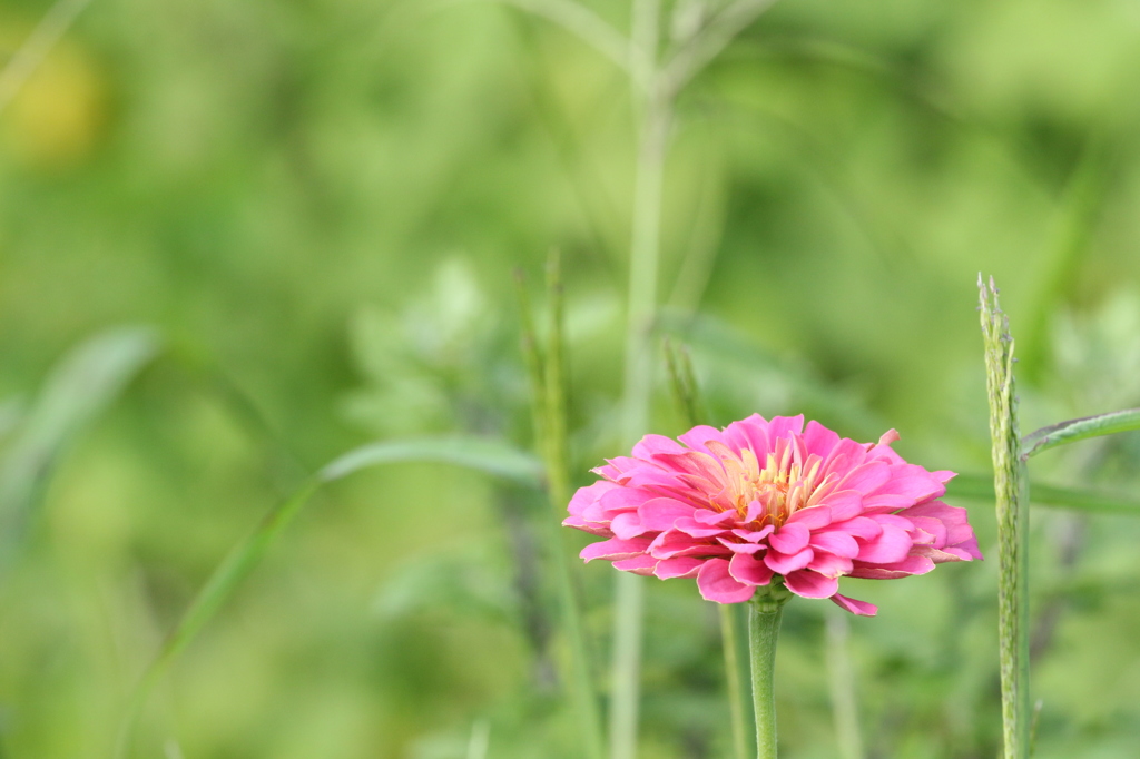 本業とはかけ離れた被写体