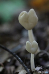 ハートきのこ