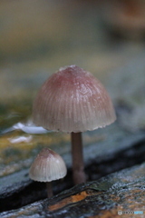仲良しきのこ