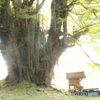 神の宿る木