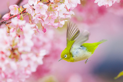 河津桜とメジロさん