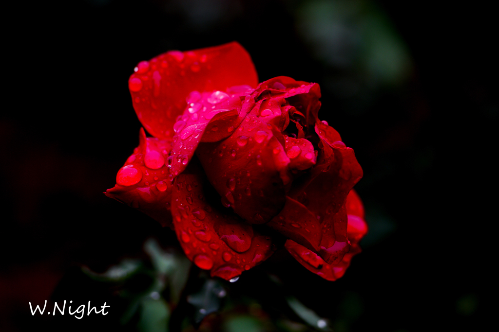 雨の日の薔薇