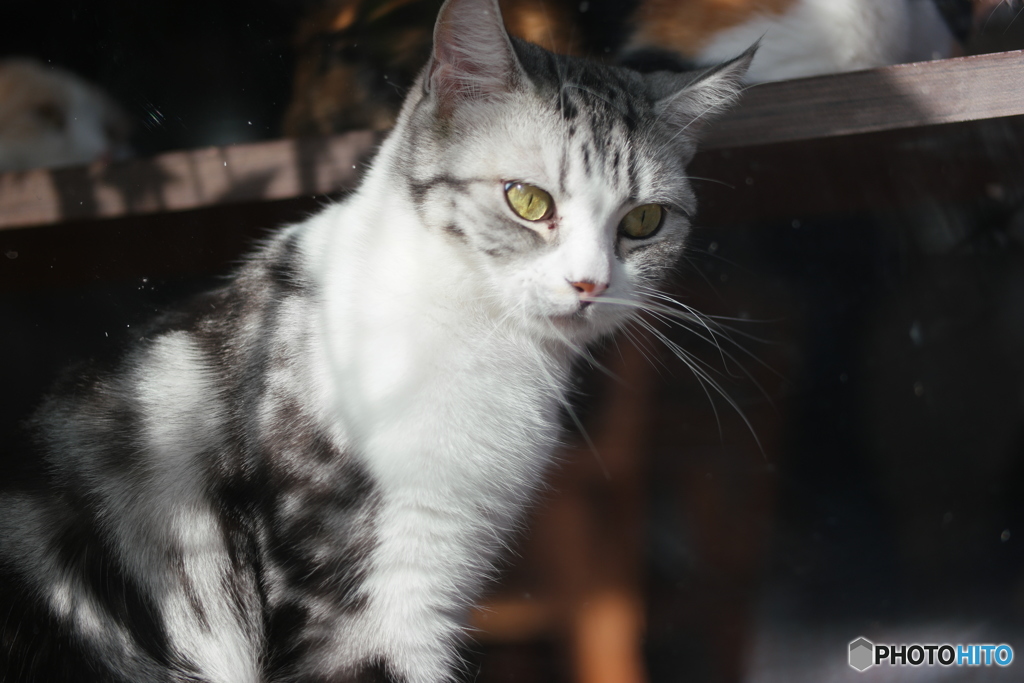 Cat in Chiang Rai
