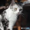 Cat in Chiang Rai