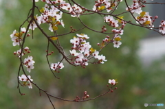 花-その3