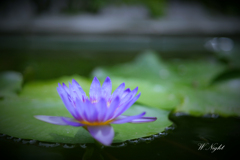 睡蓮の花、花言葉は「清らかな心」