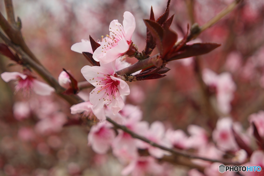 SAMSUNG　NX　キットレンズ・サンプル