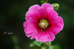 Deep pink in the rain