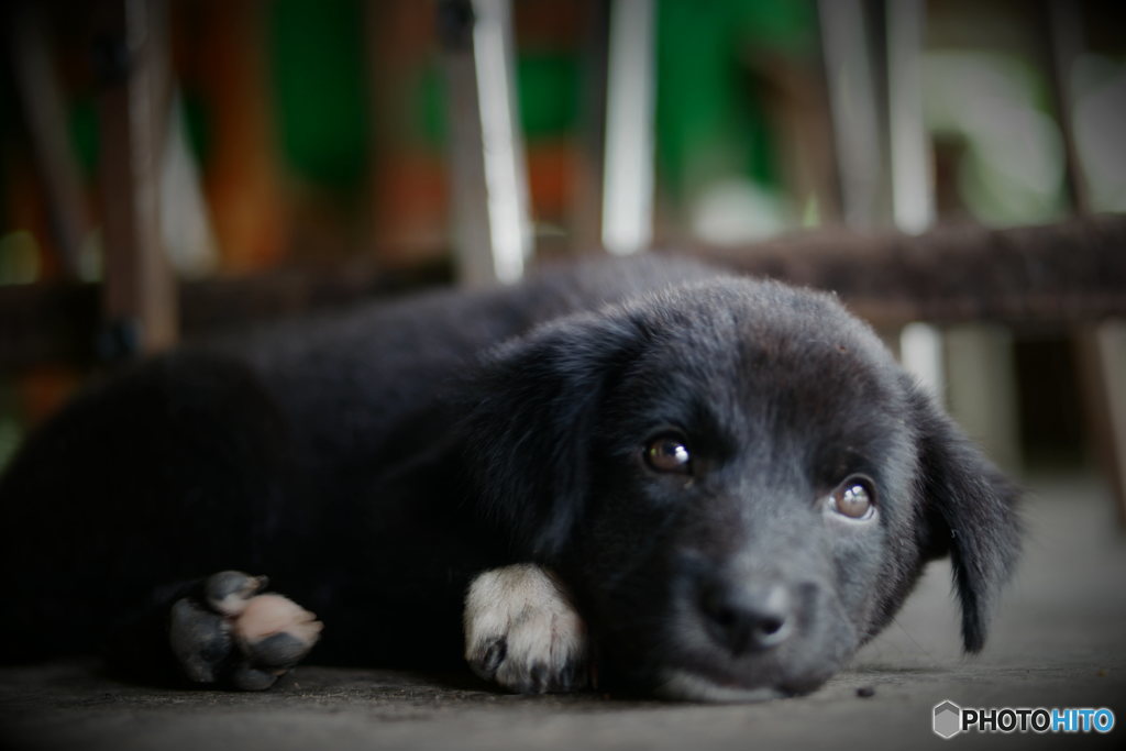 Puppy in Chiang Mai