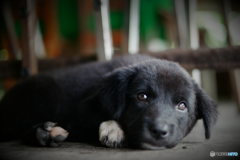 Puppy in Chiang Mai