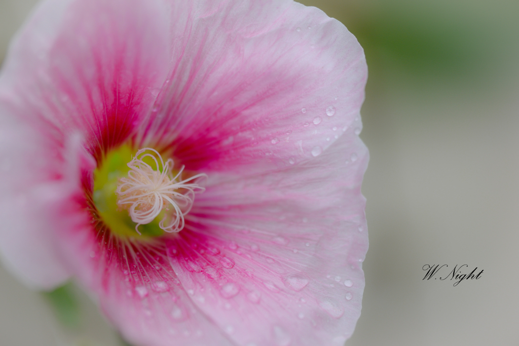 Pale pink in the rain