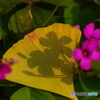 小春日和に踊る影