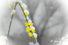 雪と花