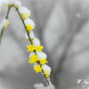 雪と花