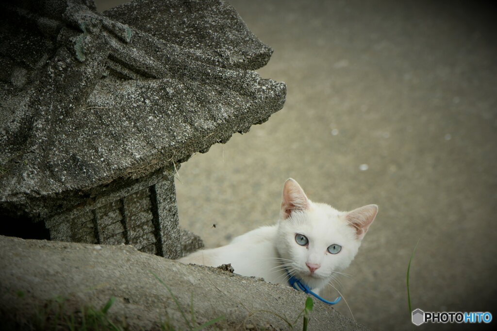 変わった場所で休憩中の猫に遭遇！！