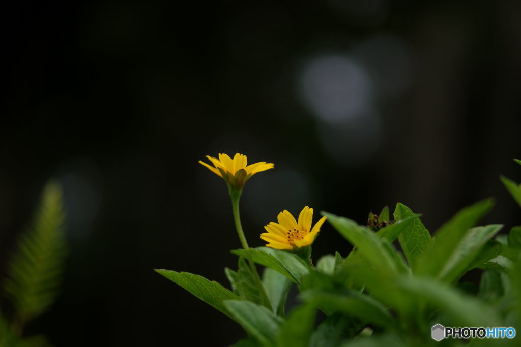 flower in Thailand - yellow