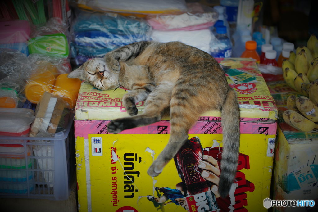 店先で寝るニャン　in Chiang Mai