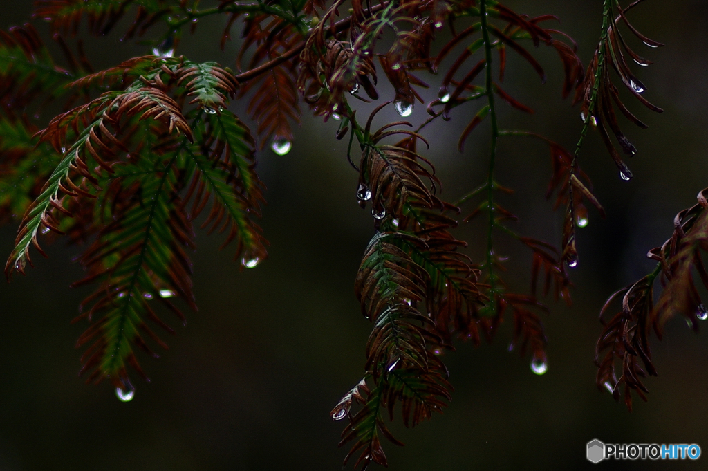 雨粒