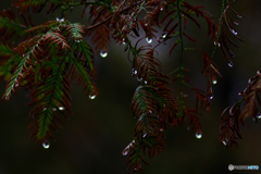 雨粒