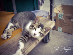寝ぼけ顔の猫