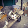 寝ぼけ顔の猫
