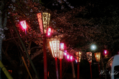 夜桜