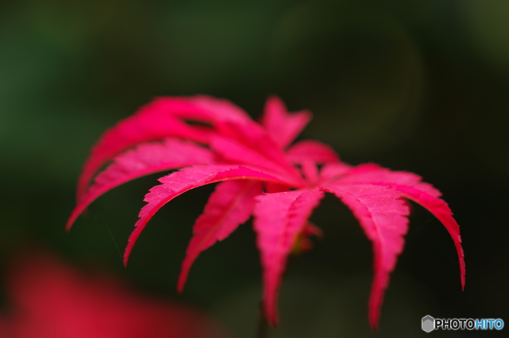 紅