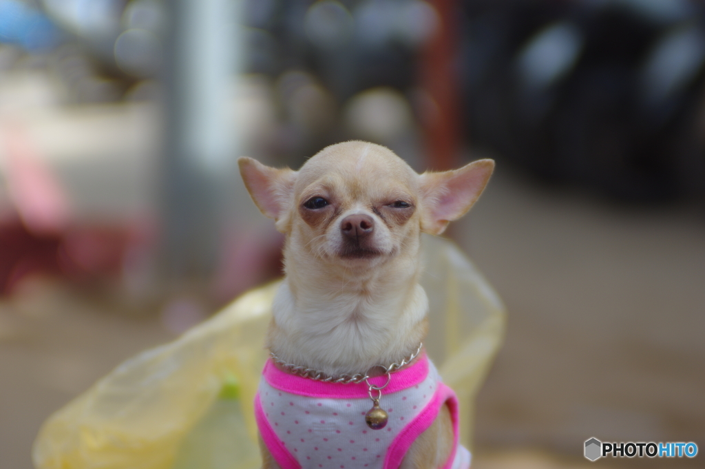 ニヒルに笑う犬　in ラン島