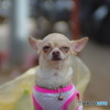 ニヒルに笑う犬　in ラン島