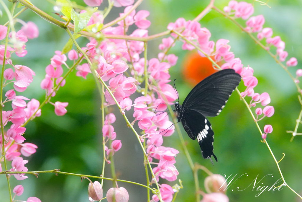 @insect zoo in Chiangmai