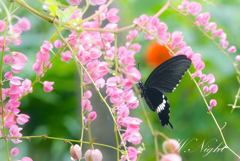 @insect zoo in Chiangmai