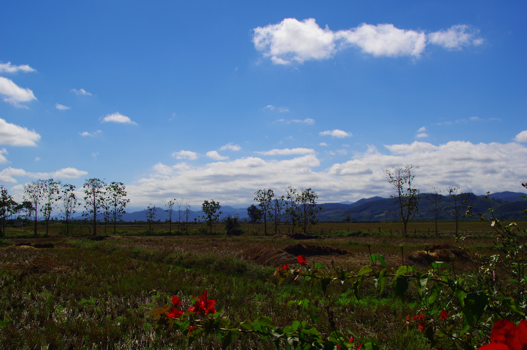 赤い花がタイらしい風景