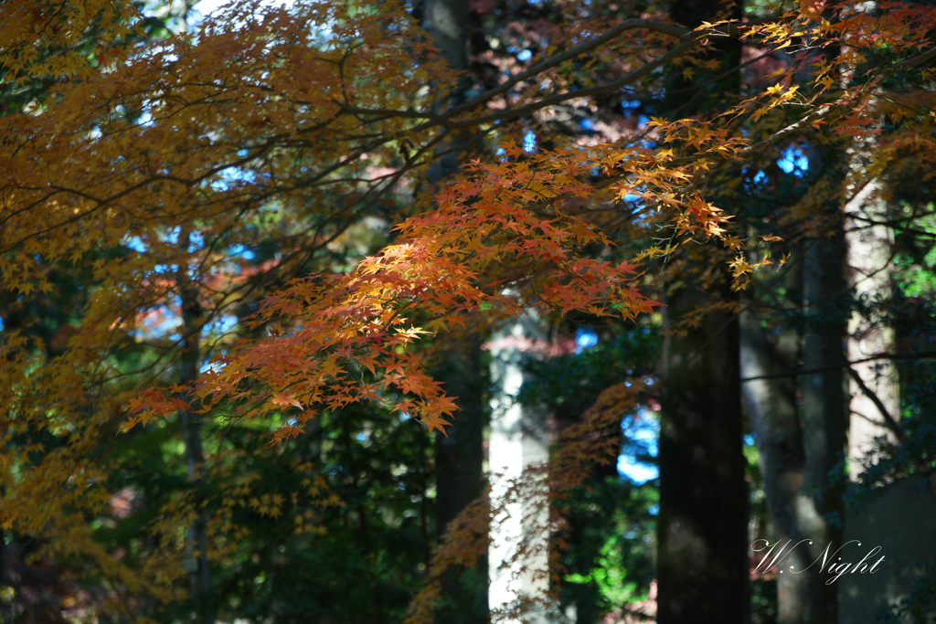 やっと秋らしい景色になりました。冬なのに。。。