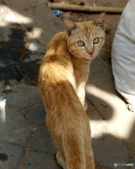 ラン島で出会った猫