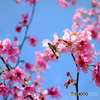 春の陽差しに誘われて