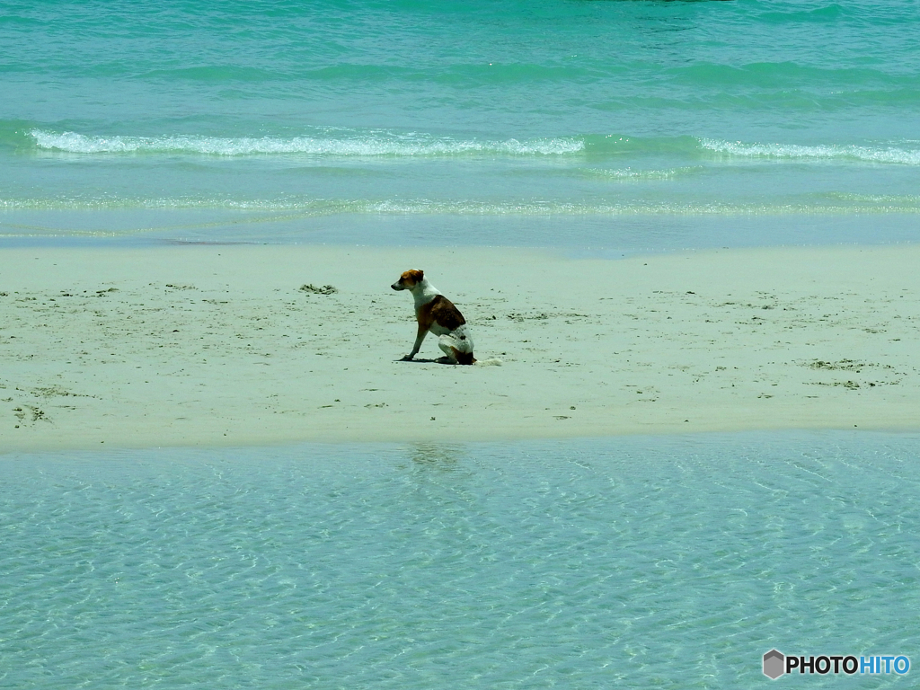 A dog on the beach