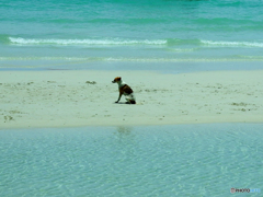 A dog on the beach