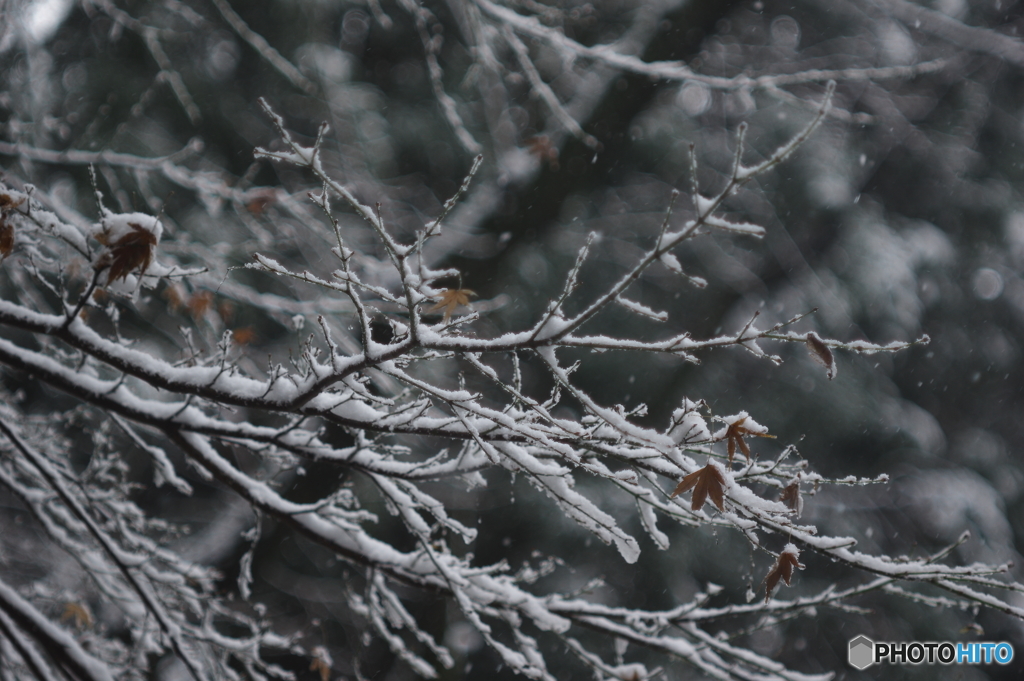 雪景色