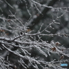 雪景色