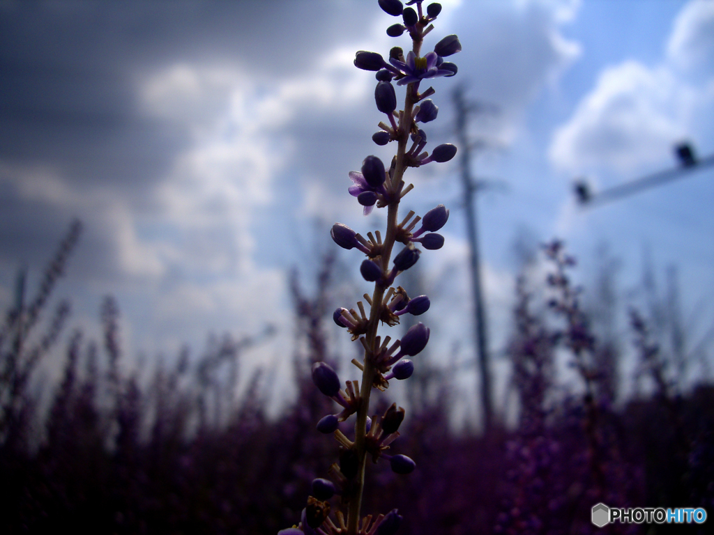 Field in purple