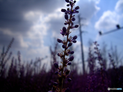 Field in purple