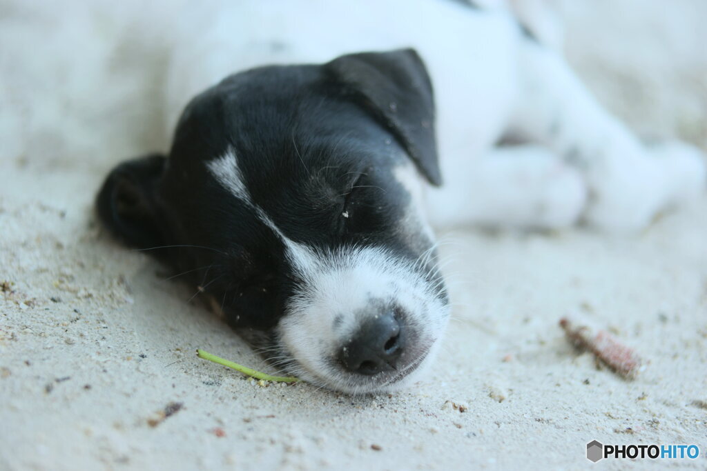 Sleeping puppy on the beach